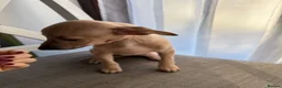 Italian Greyhound dogs for sale: 💙 beautiful blue boy looking for his forever home - Advert 12