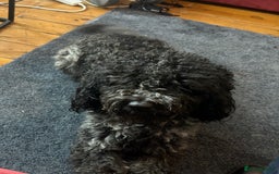 Cockapoo dogs for sale: Beautiful Cockapoo - Image 1