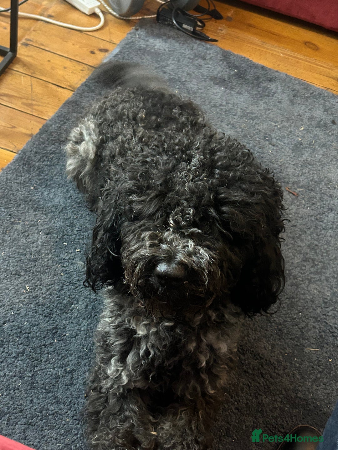 Cockapoo dogs for sale: Beautiful Cockapoo - Image 1