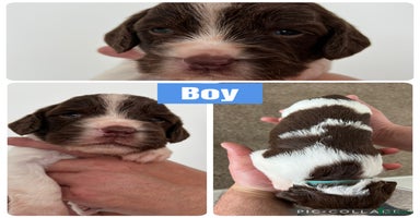 English Springer Spaniel dogs - Advert 7