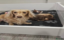 Miniature Dachshund dogs for sale: Strong Long Coat Mini Dachshunds!! - Image 1