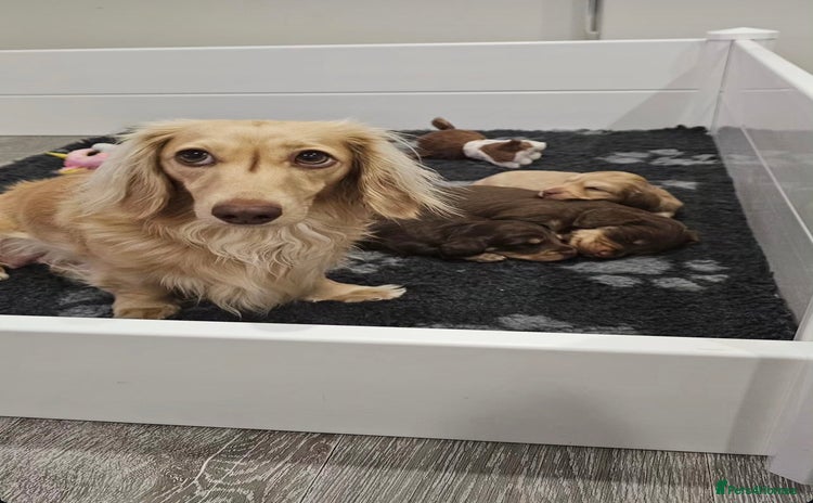 Miniature Dachshund dogs - Advert 1