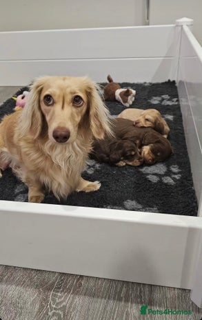 Miniature Dachshund dogs - Advert 1