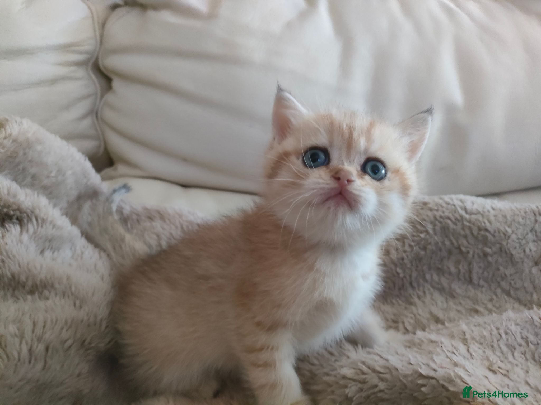 British Shorthair cats Last girl Pedigree Golden British Shorthair READY! - Advert 6