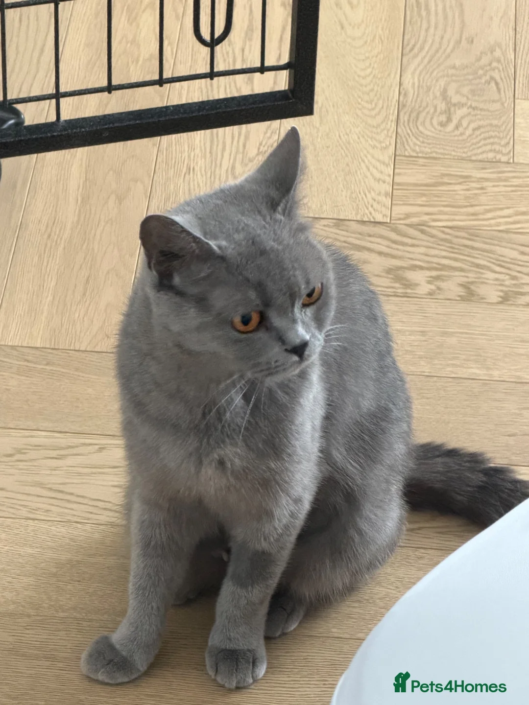 British Shorthair cats for sale: QUEEN - Advert 4