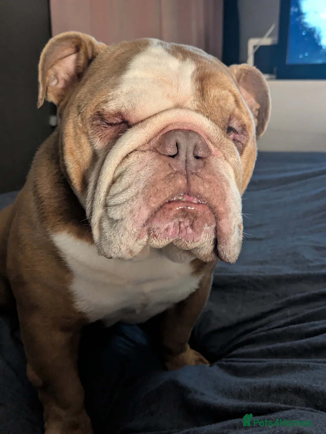 English Bulldog dogs for sale: Loving English Bulldog  - Advert 2