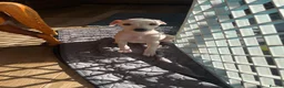Italian Greyhound dogs for sale: 5 wonderful Wiggy’s licensed breeder  - Advert 24