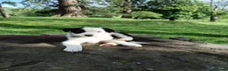 Mixed Breed dogs for sale: Beautiful Huntaway X Collie Pups - Advert 1