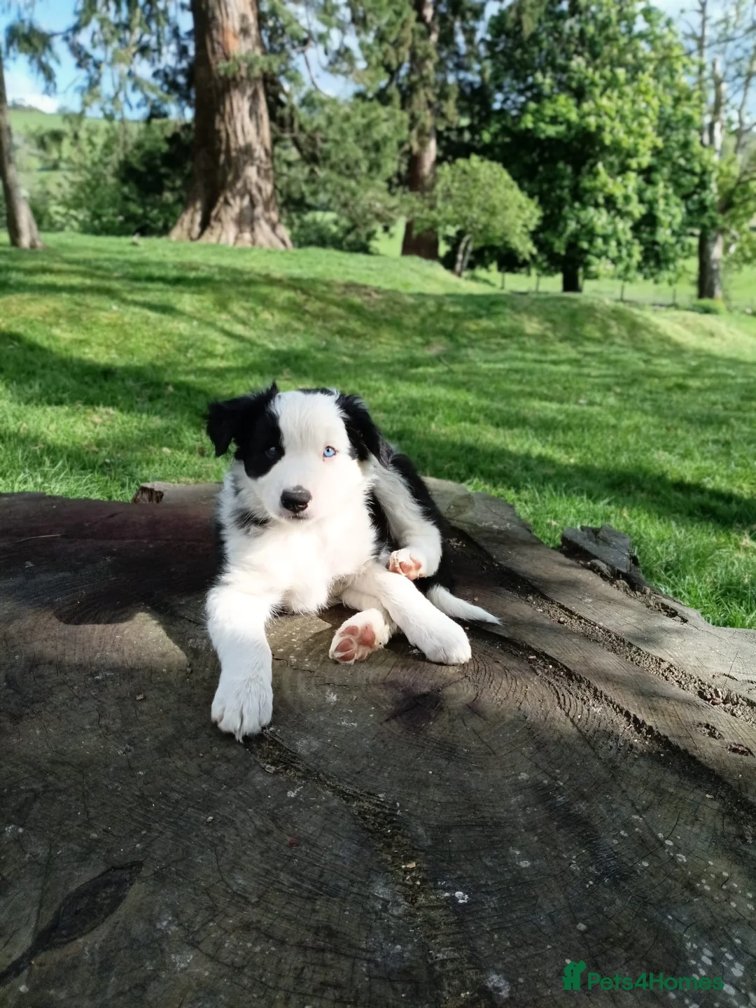 Mixed Breed dogs for sale: Beautiful Huntaway X Collie Pups - Advert 1