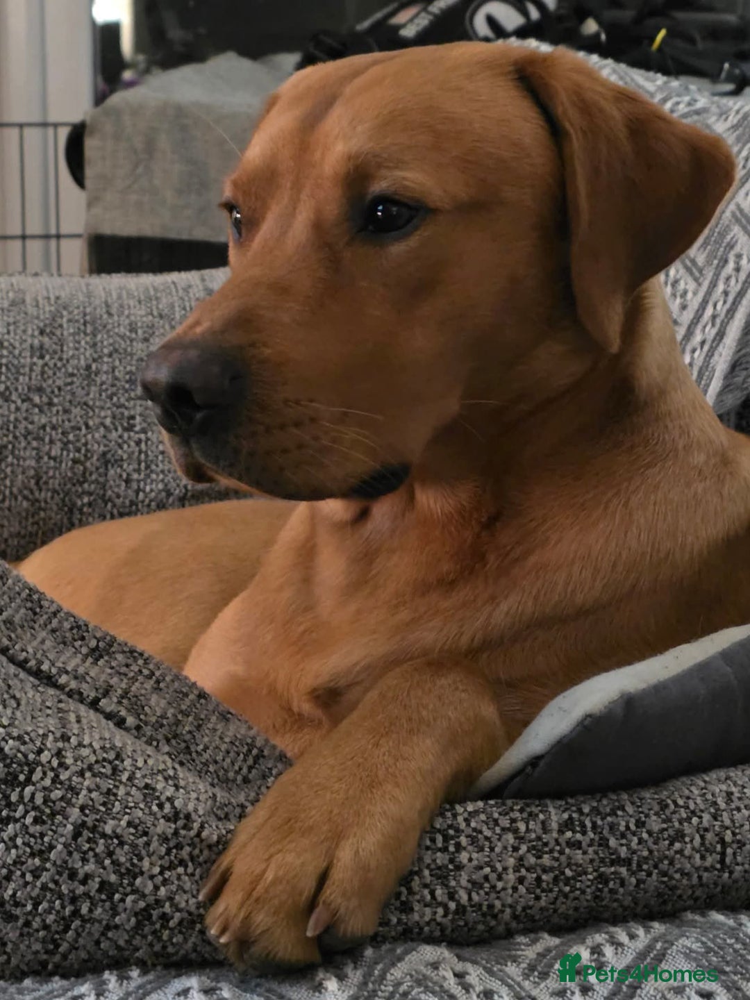 Labrador Retriever dogs for stud: Standing at Stud.  - Advert 12