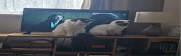 Ragdoll cats for sale: Seal Colourpoint Male - Advert 4