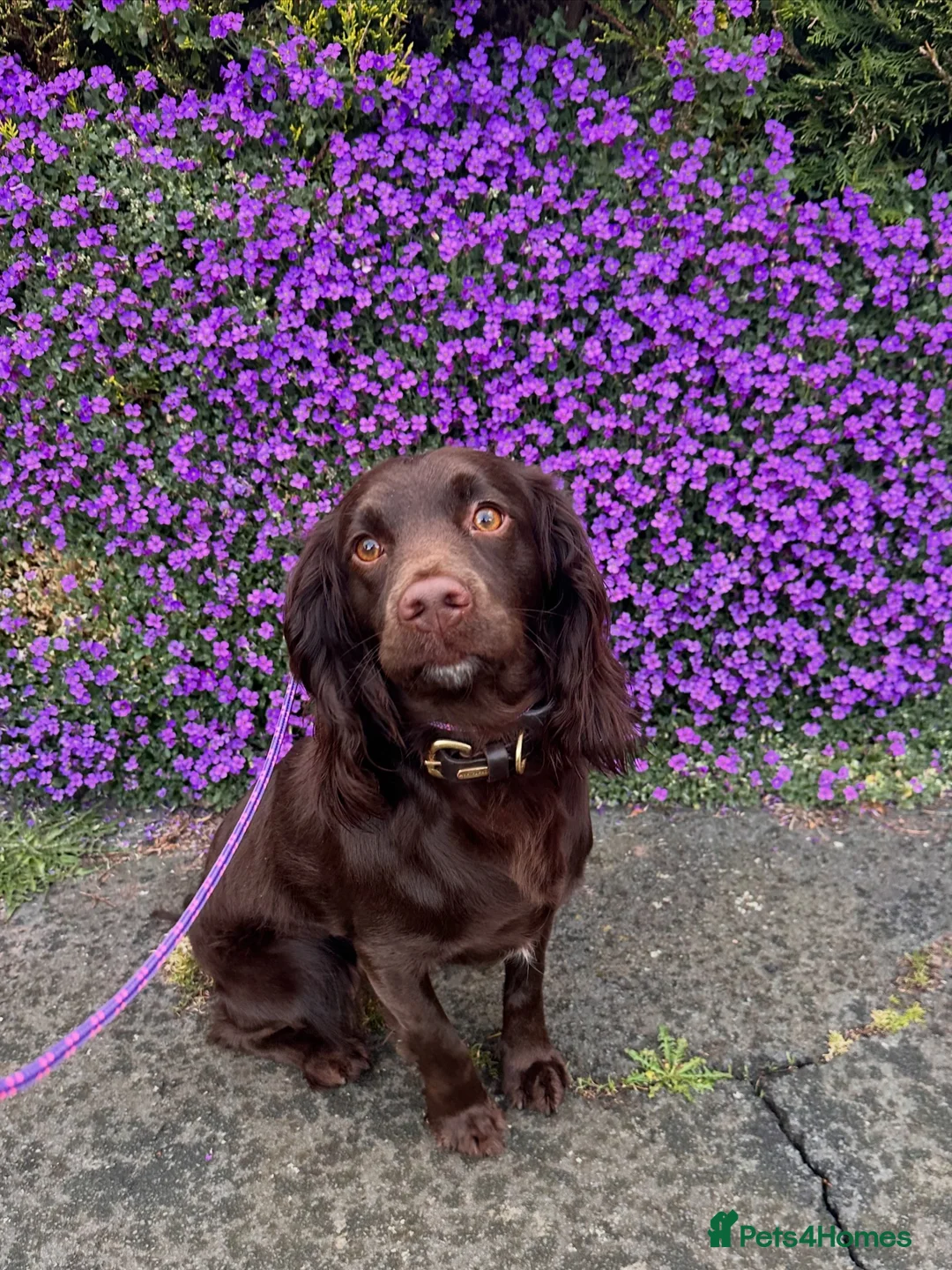 Cocker Spaniel dogs for sale: Working Cocker Spaniel Puppies  - Advert 1