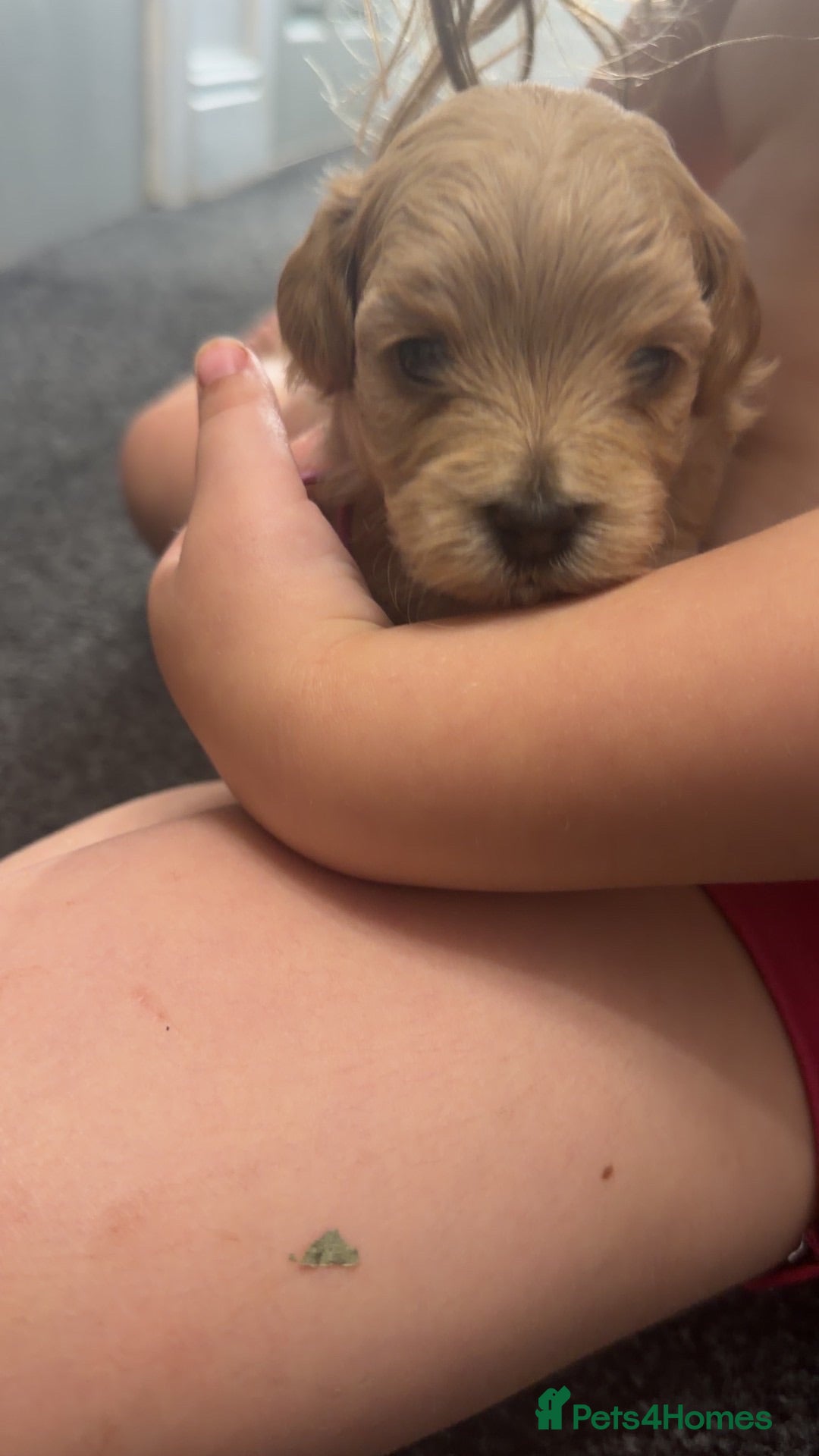 Maltipoo dogs 🩷💙Tiny Maltipoos,KC dna health clear parents 🥰 - Advert 2
