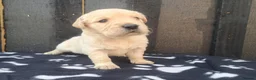 Golden Retriever dogs for sale: KC Registered Golden Retrievers- DNA Health Tested - Advert 25