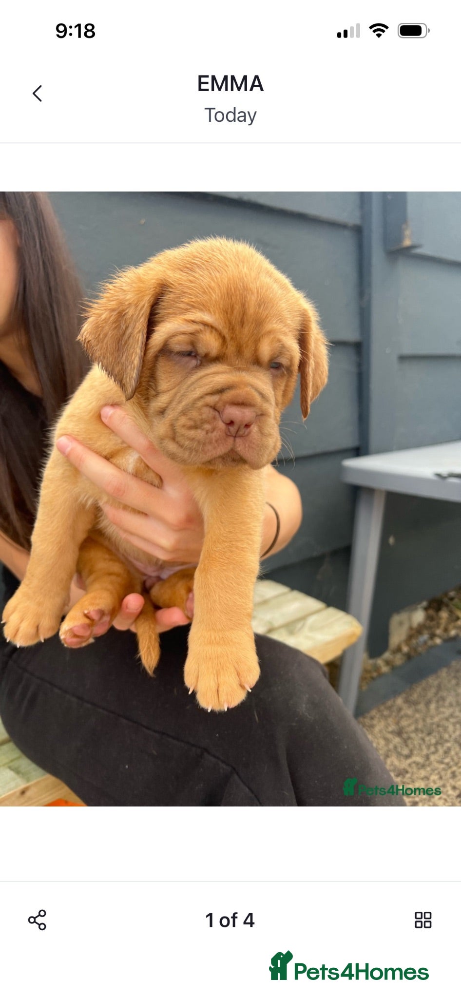 Dogue De Bordeaux dogs Dogue de Bordeaux 🐶 last 4 remaining 💙💙🩷🩷 - Advert 1