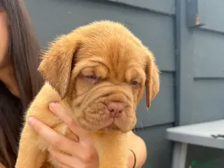Dogue De Bordeaux dogs Dogue de Bordeaux 🐶 last 4 remaining 💙💙🩷🩷 - Advert 1