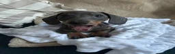 Dachshund dogs for sale: Stunning blue dachshund puppy  - Advert 3