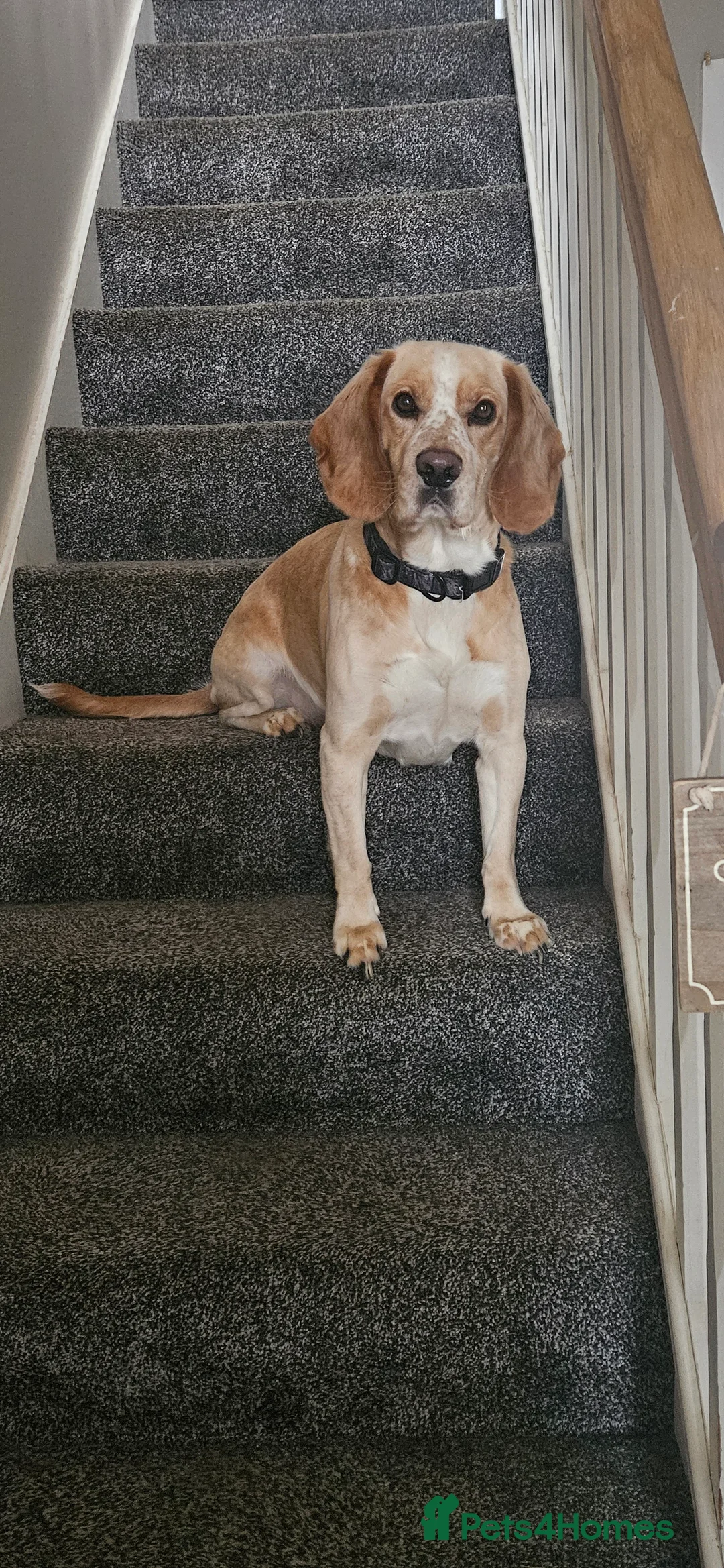 Mixed Breed dogs for sale: Daschund x Cocker Spaniel x Beagle - Advert 17