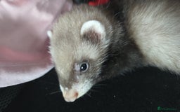 Ferret rodents for sale: Single male ferret - Image 1