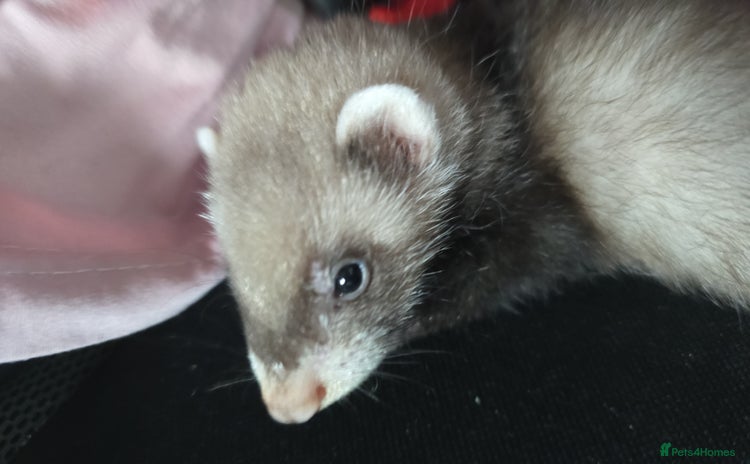 Ferret rodents - Advert 1