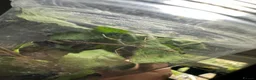 Stick Insects invertebrates for sale: Baby Stick Insects & Various Mantids Available! - Advert 2