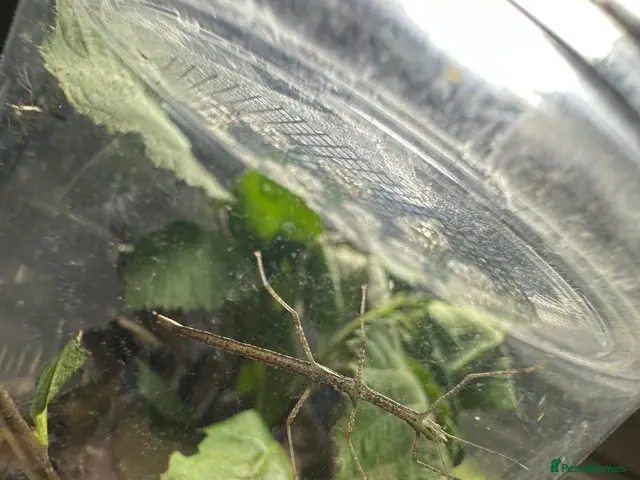 Stick Insects invertebrates for sale: Baby Stick Indian Stick Insects - Advert 2