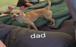 Chihuahua dogs for sale: 2 chihuahua boys - Image 4
