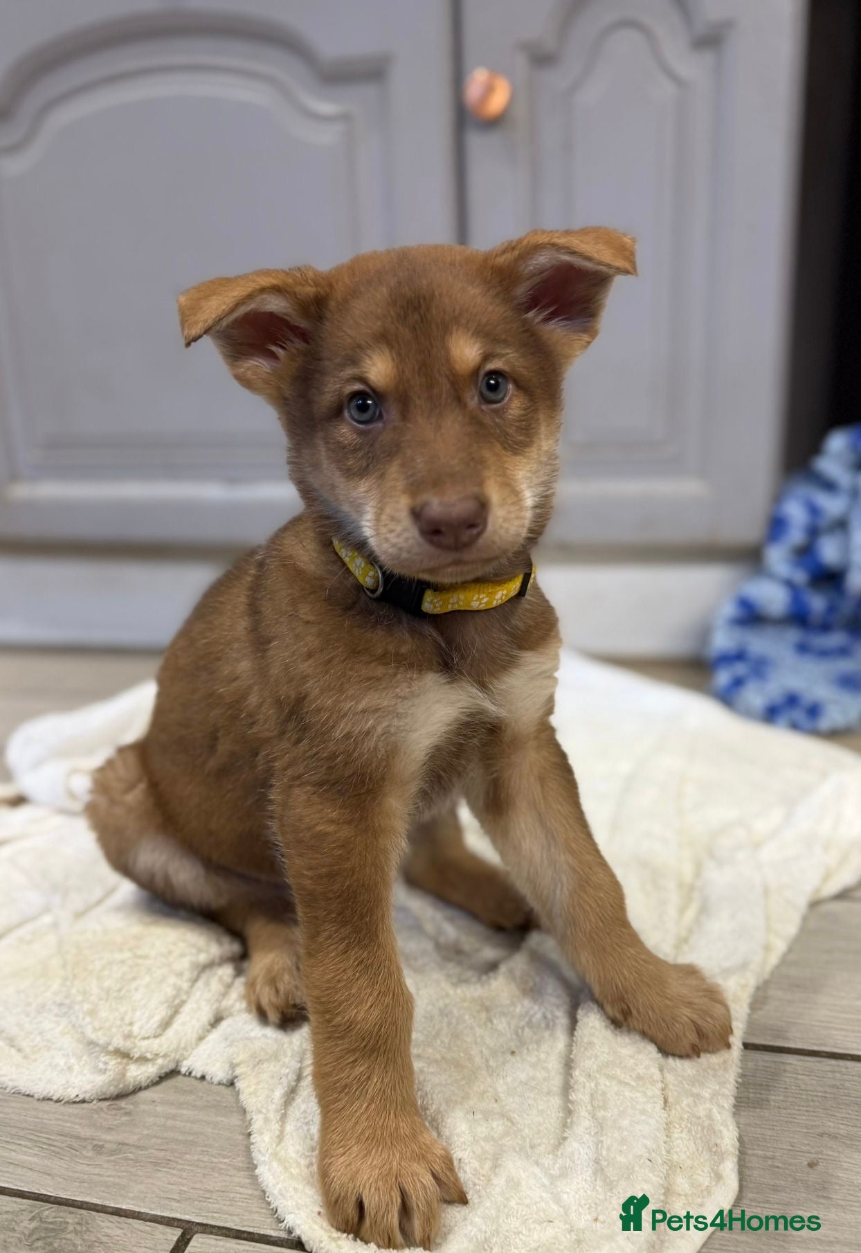 German Shepherd dogs Extensively Health Tested Puppies 🐾 - Advert 6