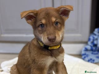 German Shepherd dogs Extensively Health Tested Puppies 🐾 - Advert 4