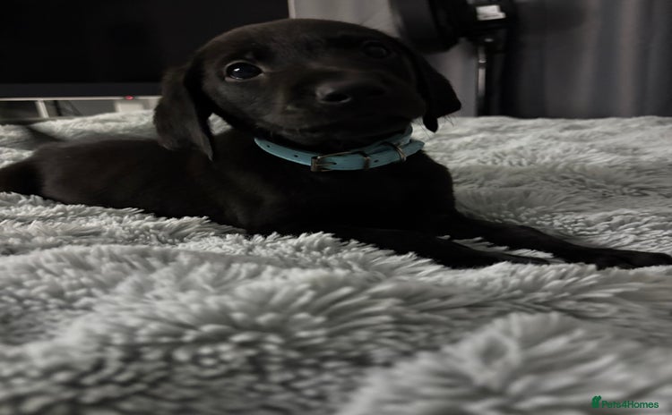 Labrador Retriever dogs - Advert 4