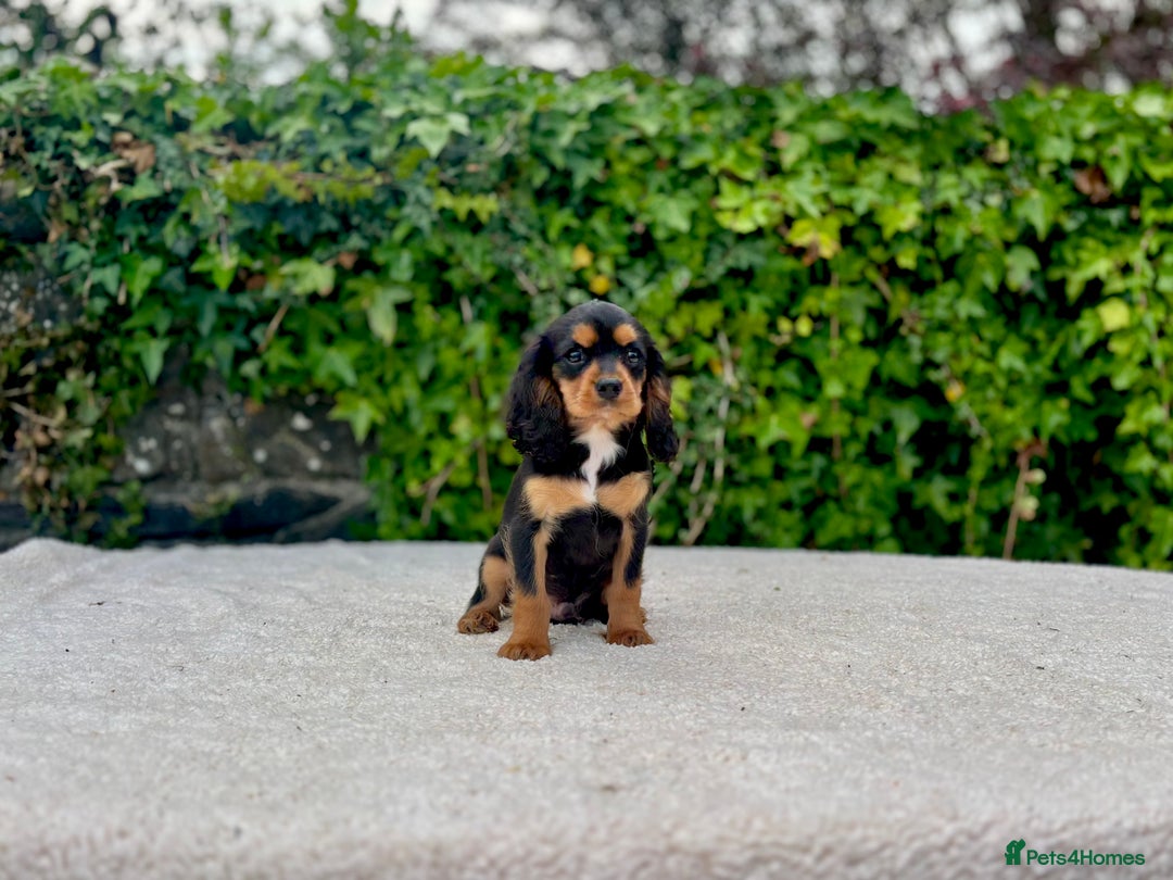 Cavalier King Charles Spaniel dogs for sale: Gorgeous Black Tan and Tri Cavalier Puppies - Image 14