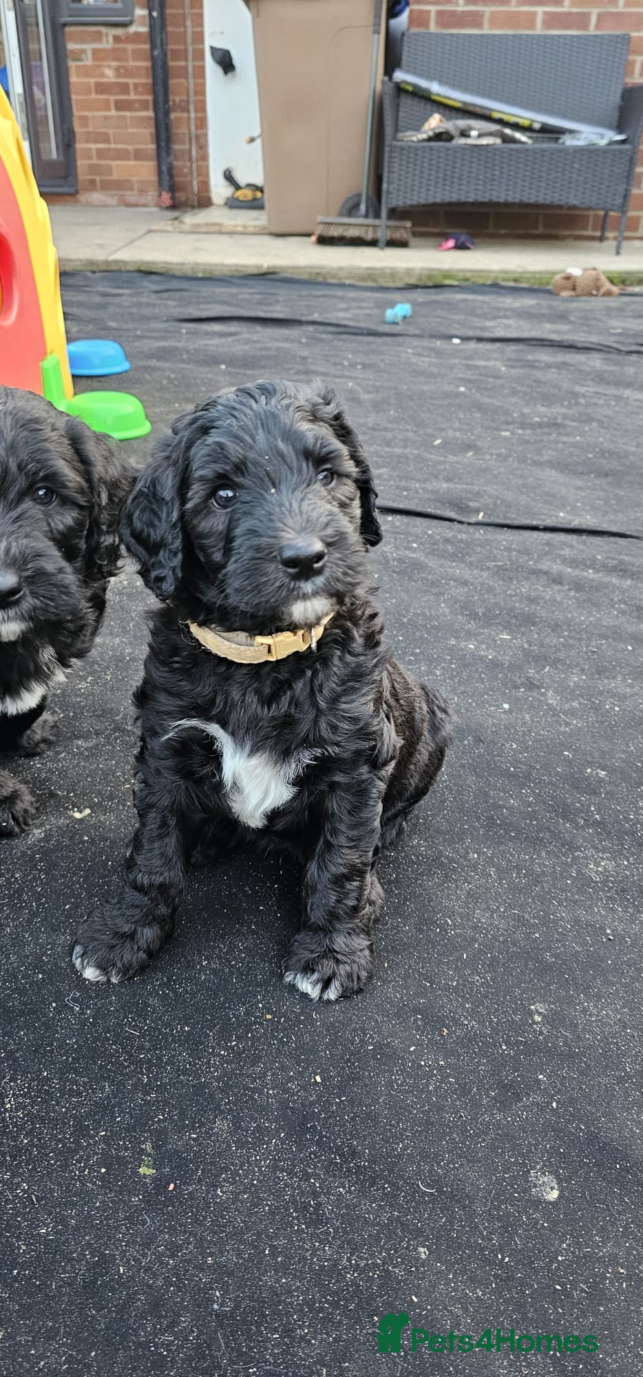 Sheepadoodle dogs Last 2 puppies Fully Vaccinated ready now 28/4/26 - Advert 2