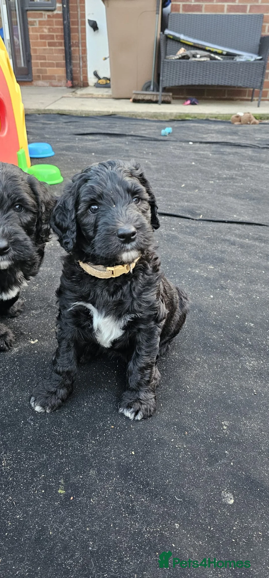 Sheepadoodle dogs for sale: Last 2 puppies Fully Vaccinated ready now 28/4/26 - Advert 2