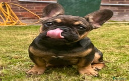French Bulldog dogs for sale: 3 x Champion Sired KC Reg French Bulldog girls in Doncaster - Image 6