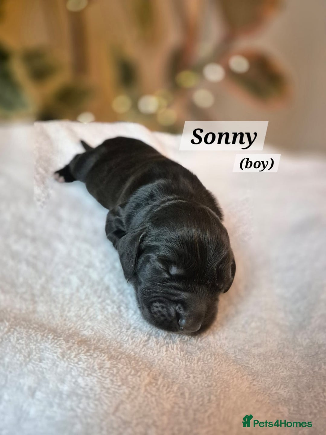 Cocker Spaniel dogs for sale: Beautiful and new - working cocker spaniel puppies - Advert 22