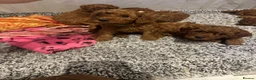 Cockapoo dogs for sale: Beautiful litter of red cockapoos  - Advert 8