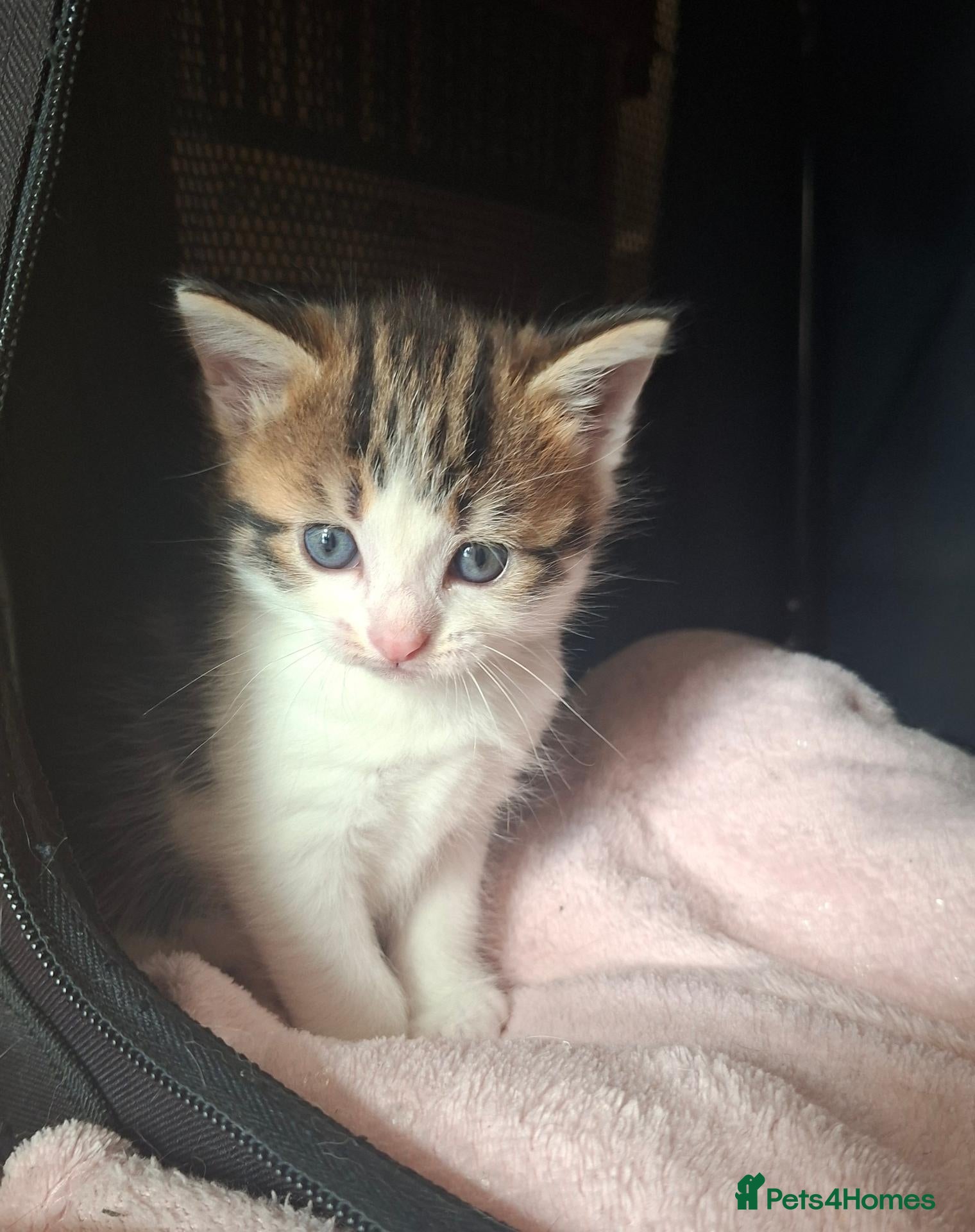 Mixed Breed cats 🐾Long haired ragdol cross kitten🐾 - Advert 17