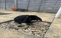 Dwarf Lop rabbits for sale: Rabbits for rehoming  - Image 3