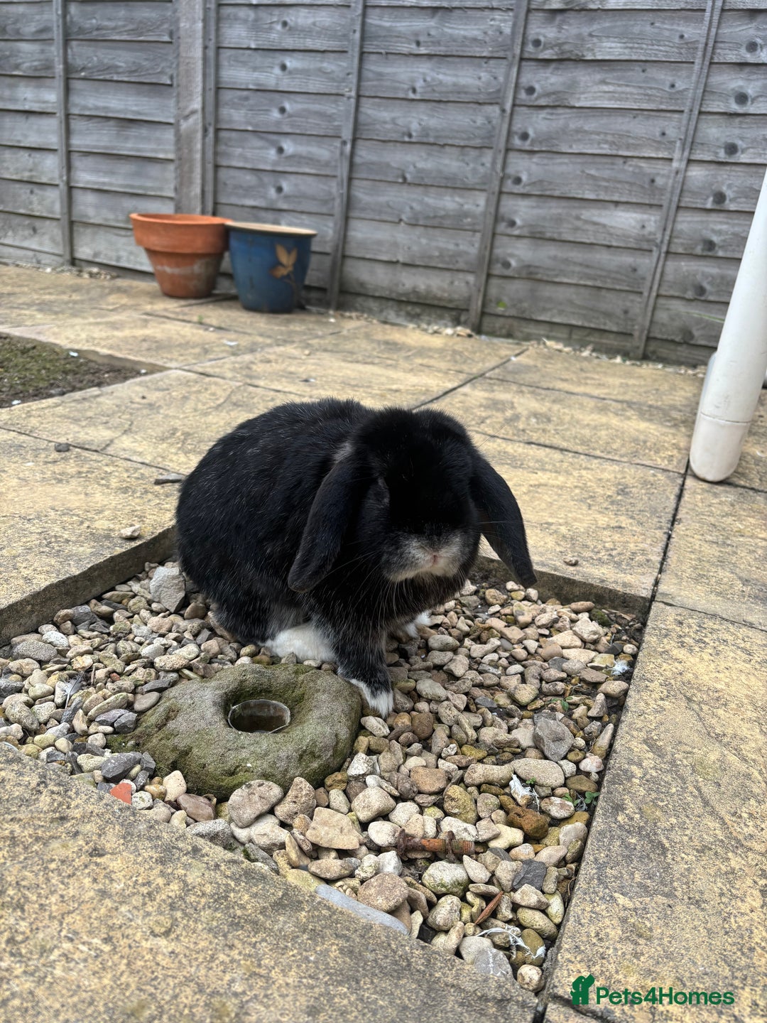 Dwarf Lop rabbits for sale: Rabbits for rehoming  - Image 3