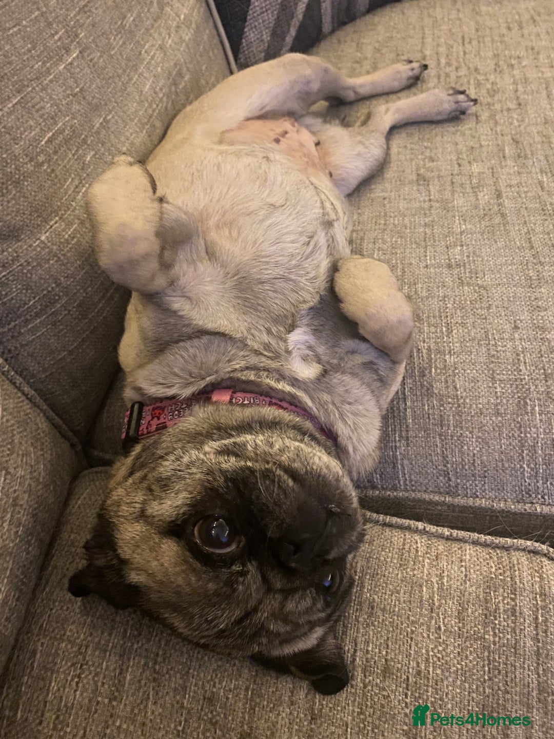 Pug dogs for sale: The sweetest 8 year old Female Pug  - Advert 18