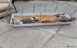 Netherland Dwarf rabbits for sale: Rabbits  - Image 2