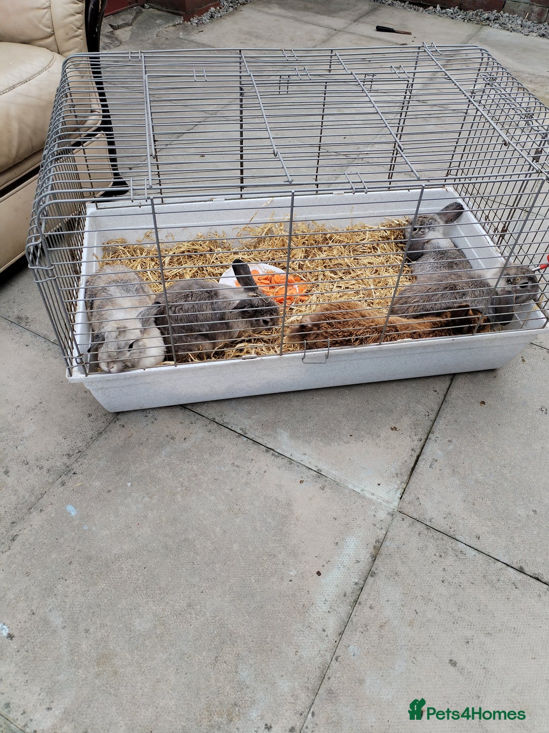 Netherland Dwarf rabbits for sale: Rabbits  - Image 2