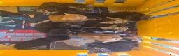 Mixed Breed cats for sale: Little kittens  - Advert 23