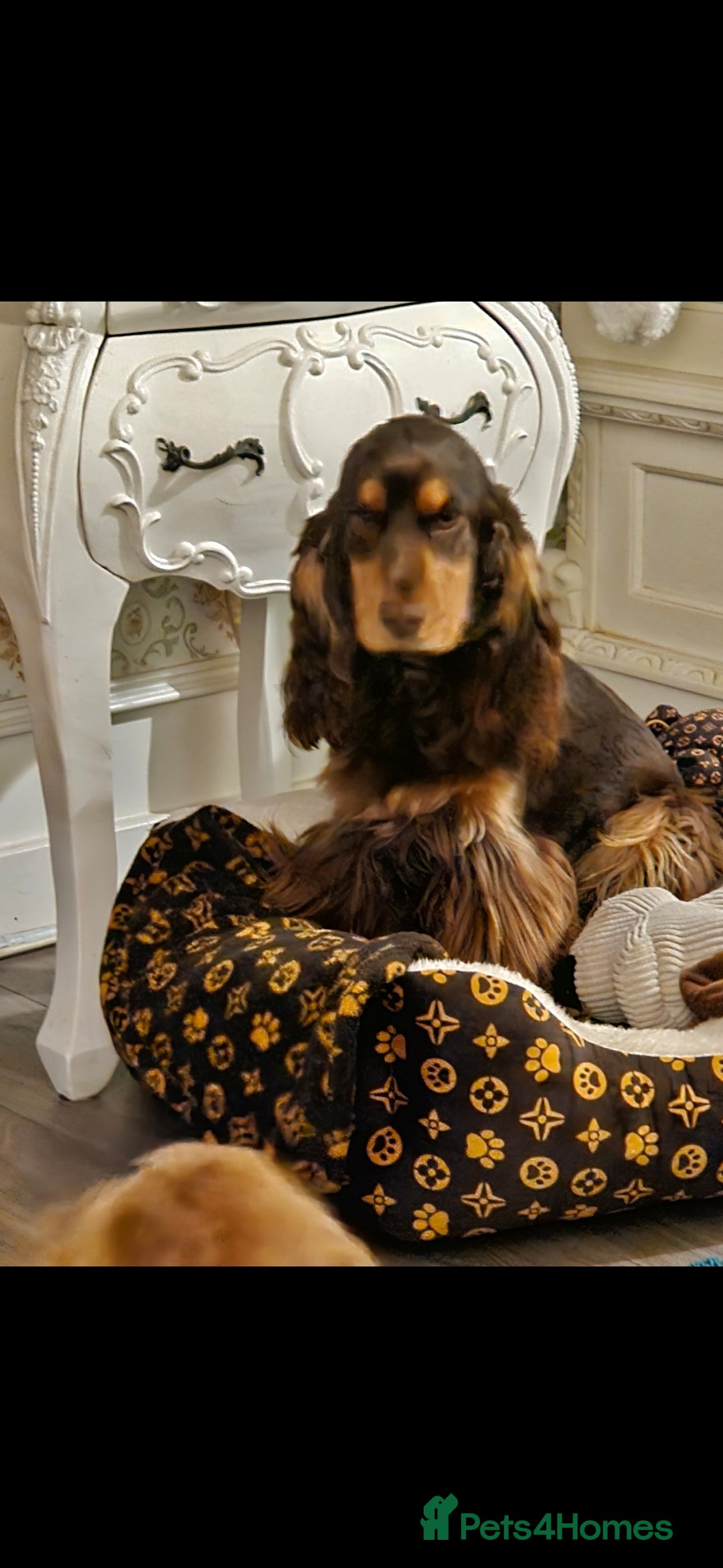 Cocker Spaniel dogs Show cocker spaniel  - Advert 3