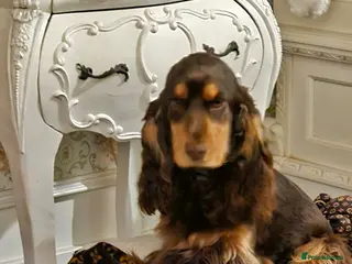 Cocker Spaniel dogs Show cocker spaniel - Advert 3