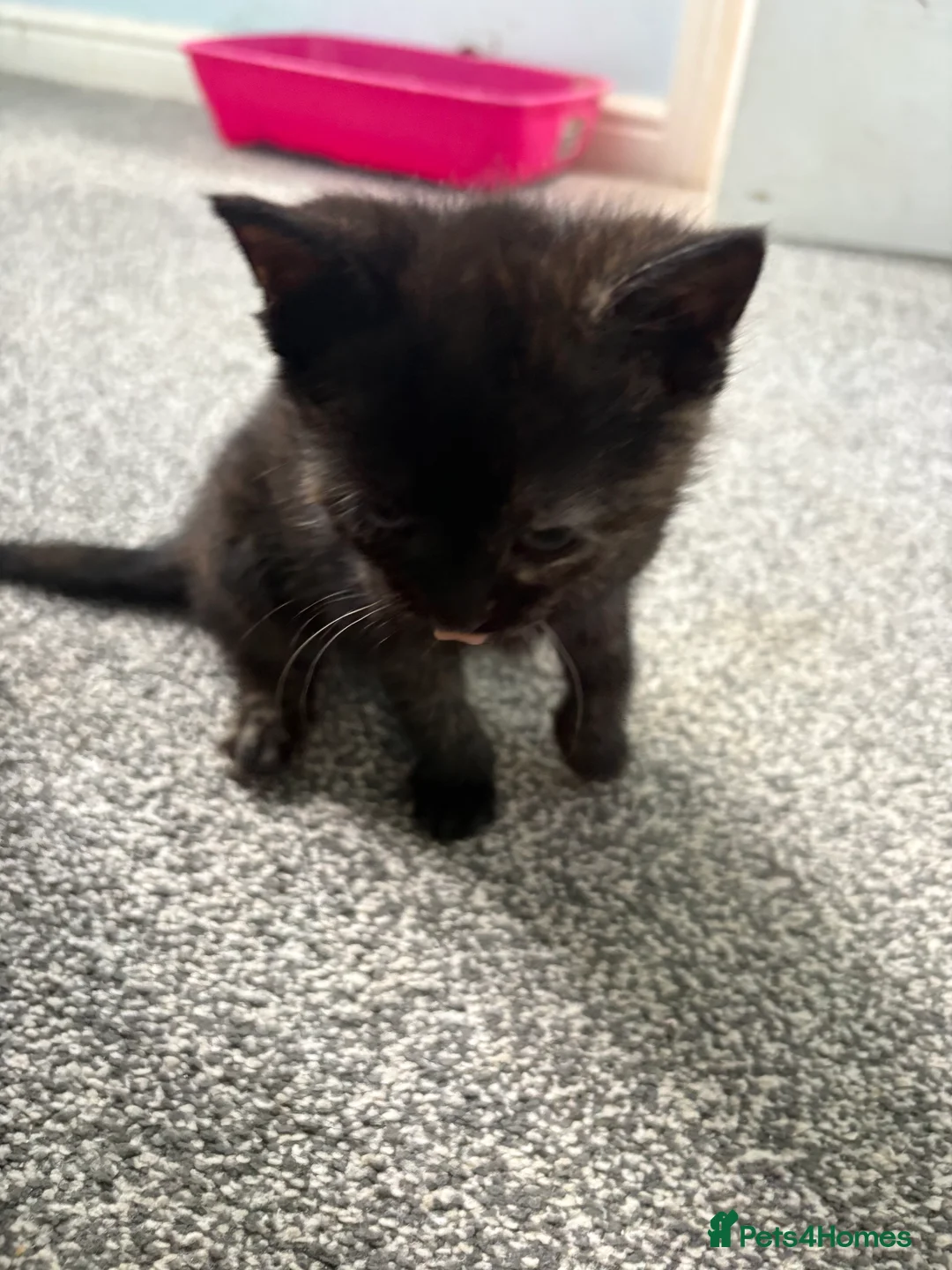 Mixed Breed cats for sale: Ginger black girl kitten  - Advert 5