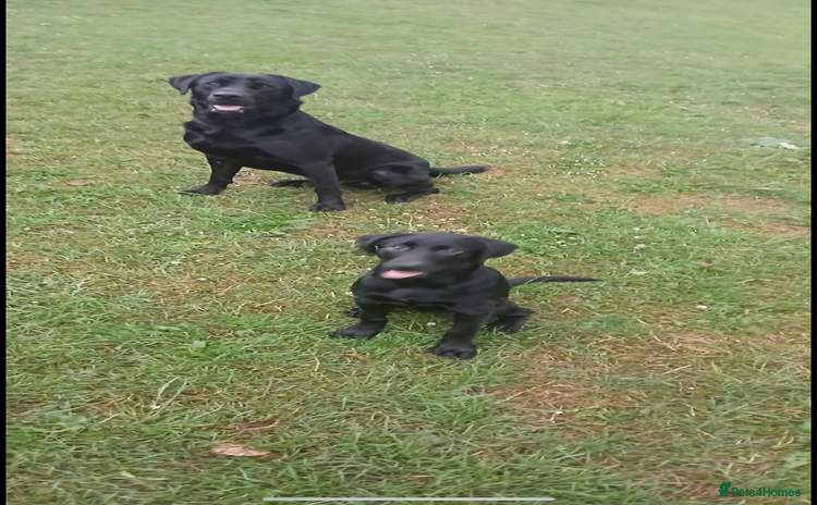 Labrador Retriever dogs - Advert 2