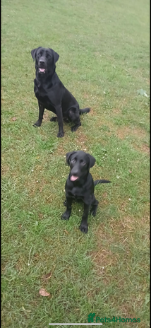 Labrador Retriever dogs - Advert 2