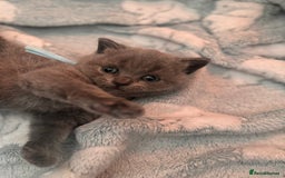 British Shorthair cats for sale: 🌟 Blue British Shorthair kittens🌟 - Image 3