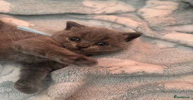 British Shorthair cats - Advert 11